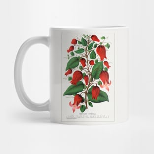 Red Flower, Clematis Coccinea Lithograph (1900) Mug